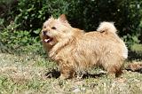 NORWICH TERRIER 086